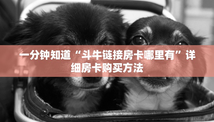 一分钟知道“斗牛链接房卡哪里有”详细房卡购买方法