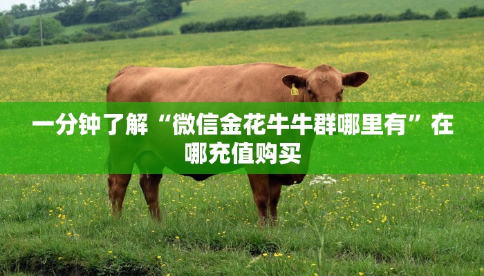 一分钟了解“微信金花牛牛群哪里有”在哪充值购买 一分钟了解“微信金花牛牛群哪里有”在哪充值购买