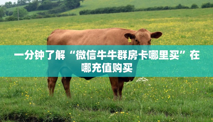 一分钟了解“微信牛牛群房卡哪里买”在哪充值购买
