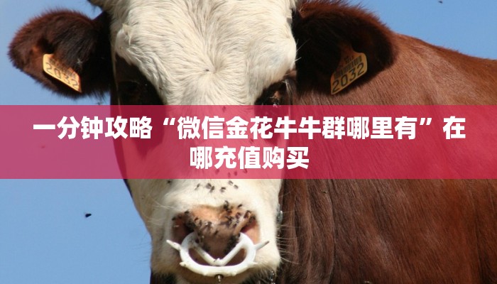 一分钟攻略“微信金花牛牛群哪里有”在哪充值购买