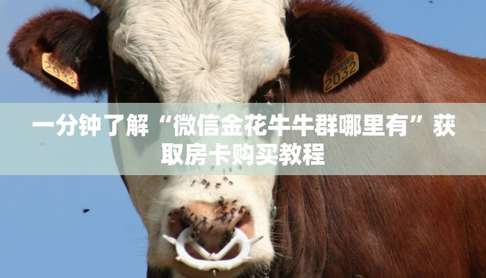 一分钟了解“微信金花牛牛群哪里有”获取房卡购买教程 一分钟了解“微信金花牛牛群哪里有”获取房卡购买教程